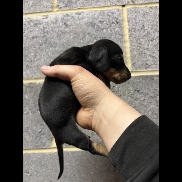 Dachshund (Miniature Smooth Haired)