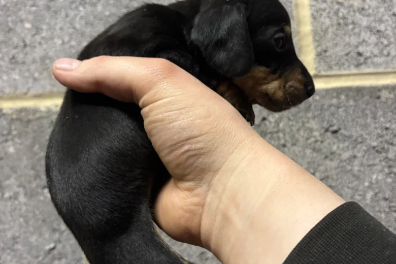 Dachshund (Miniature Smooth Haired)