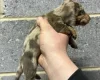Dachshund (Miniature Smooth Haired)