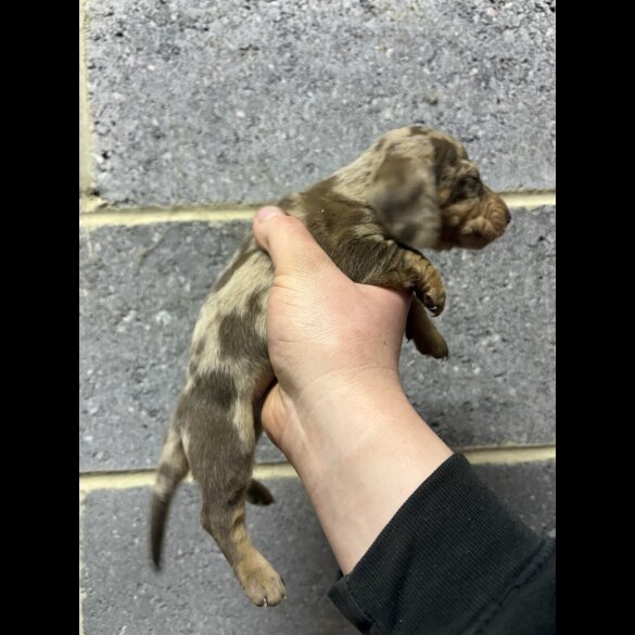 Dachshund (Miniature Smooth Haired)