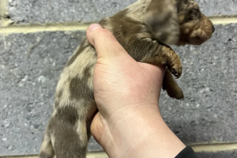 Dachshund (Miniature Smooth Haired)