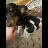 Dachshund (Miniature Smooth Haired)
