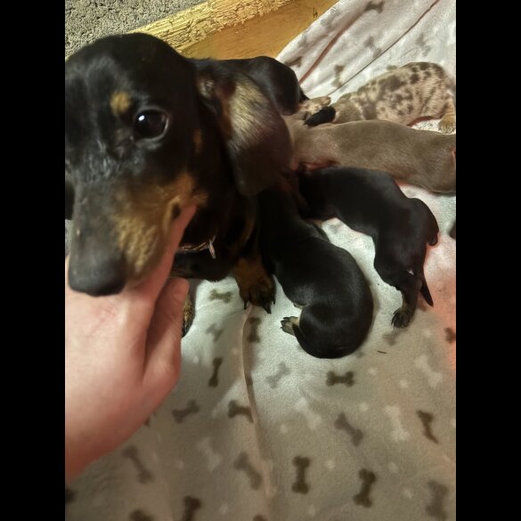 Dachshund (Miniature Smooth Haired)