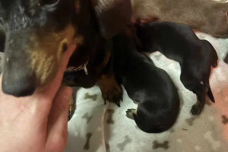 Dachshund (Miniature Smooth Haired)