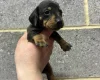 Dachshund (Miniature Smooth Haired)