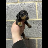 Dachshund (Miniature Smooth Haired)
