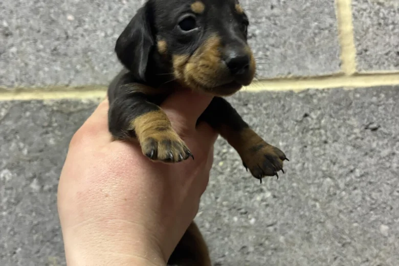 Dachshund (Miniature Smooth Haired)