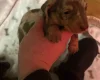 Dachshund (Miniature Smooth Haired)
