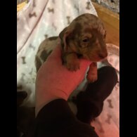 Dachshund (Miniature Smooth Haired)