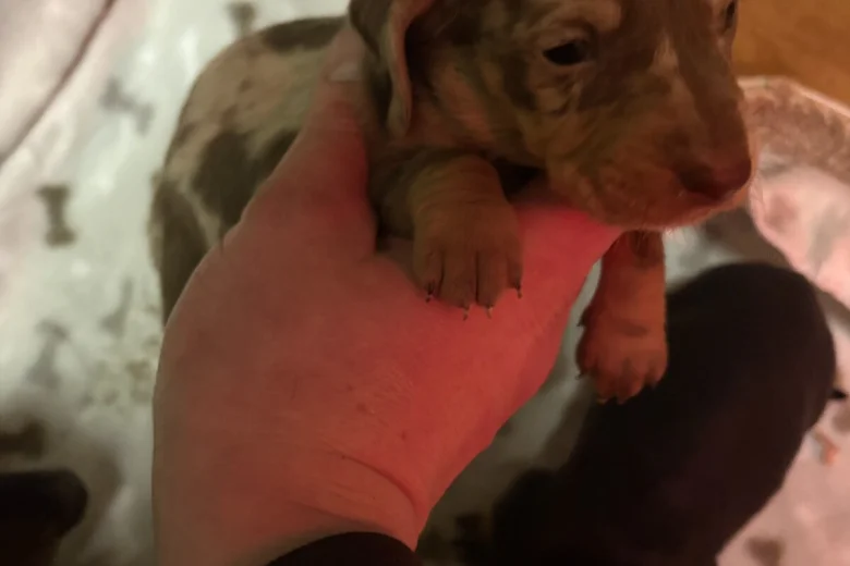 Dachshund (Miniature Smooth Haired)