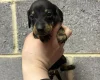 Dachshund (Miniature Smooth Haired)