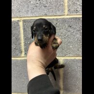 Dachshund (Miniature Smooth Haired)