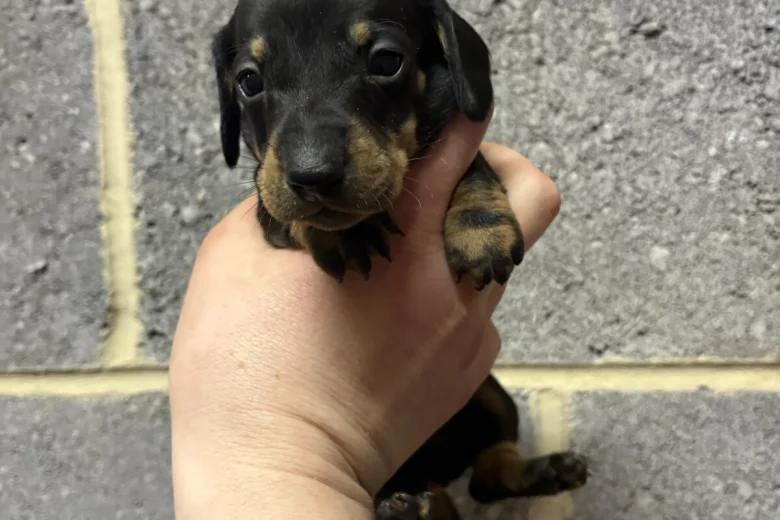 Dachshund (Miniature Smooth Haired)