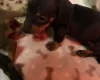 Dachshund (Miniature Smooth Haired)