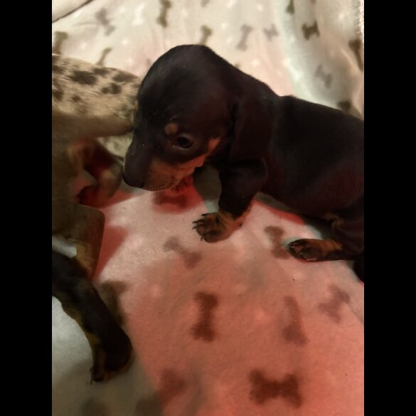 Dachshund (Miniature Smooth Haired)