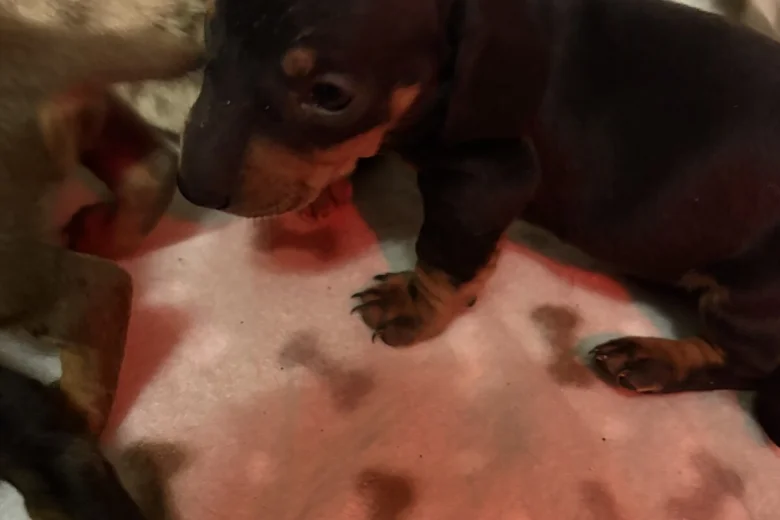 Dachshund (Miniature Smooth Haired)