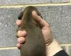 Dachshund (Miniature Smooth Haired)