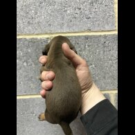 Dachshund (Miniature Smooth Haired)