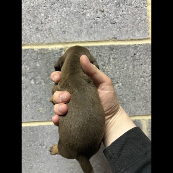 Dachshund (Miniature Smooth Haired)
