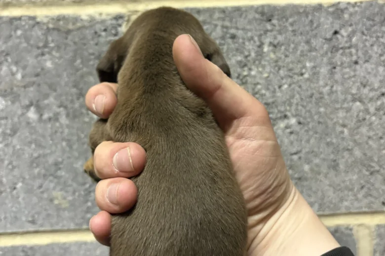 Dachshund (Miniature Smooth Haired)