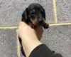 Dachshund (Miniature Smooth Haired)