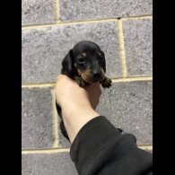 Dachshund (Miniature Smooth Haired)
