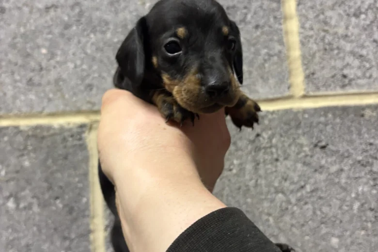 Dachshund (Miniature Smooth Haired)