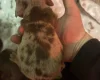 Dachshund (Miniature Smooth Haired)