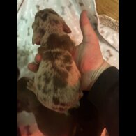 Dachshund (Miniature Smooth Haired)