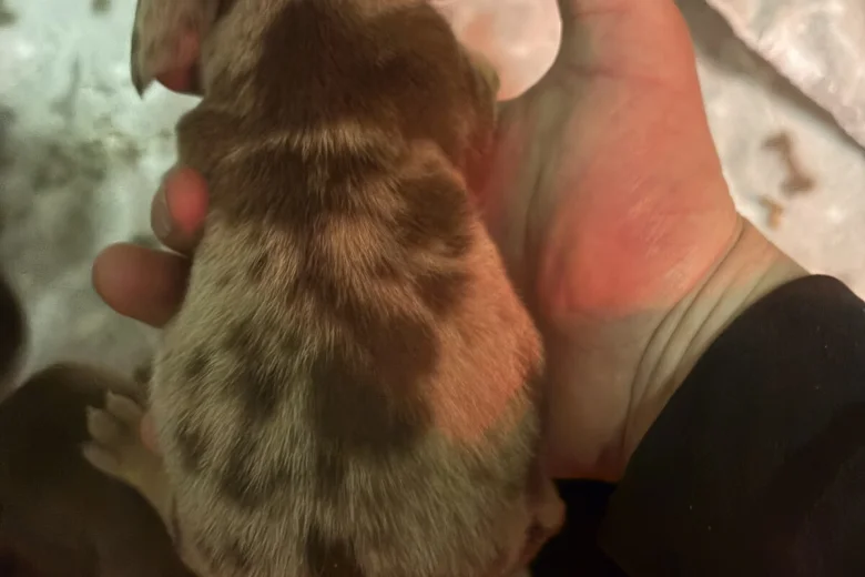 Dachshund (Miniature Smooth Haired)