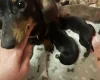 Dachshund (Miniature Smooth Haired)