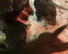 Dachshund (Miniature Smooth Haired)