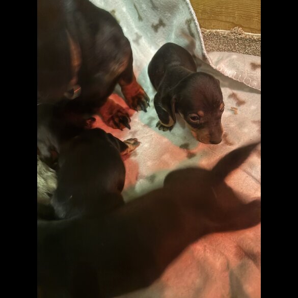 Dachshund (Miniature Smooth Haired)