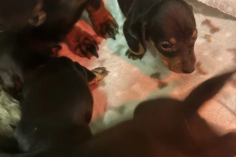 Dachshund (Miniature Smooth Haired)