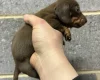 Dachshund (Miniature Smooth Haired)