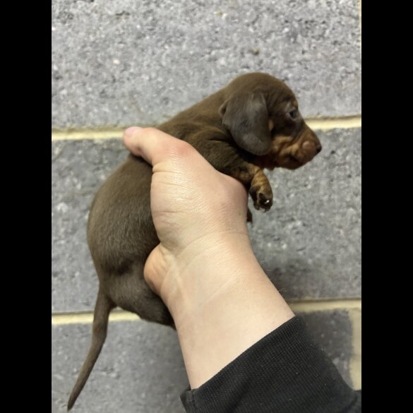 Dachshund (Miniature Smooth Haired)