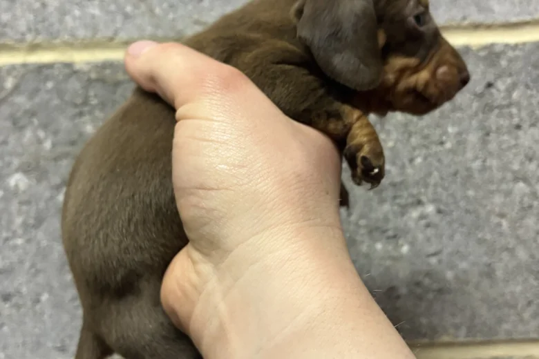 Dachshund (Miniature Smooth Haired)