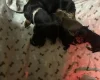 Dachshund (Miniature Smooth Haired)