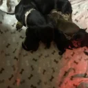 Dachshund (Miniature Smooth Haired)