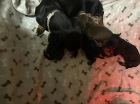 Dachshund (Miniature Smooth Haired)
