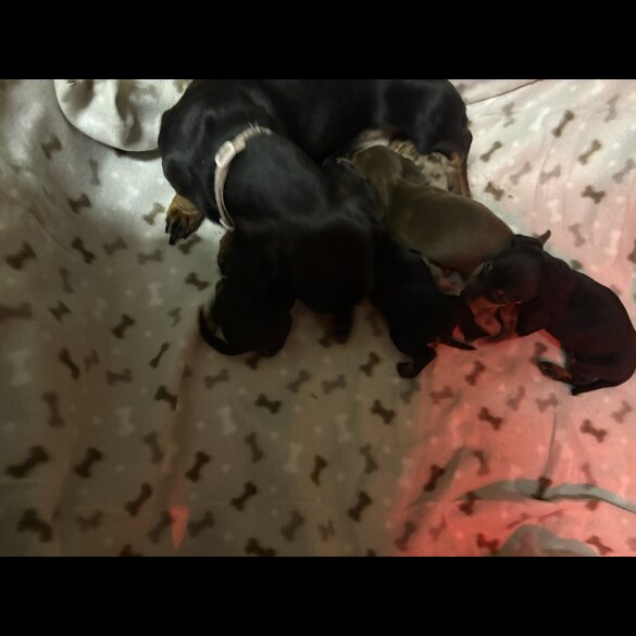 Dachshund (Miniature Smooth Haired)