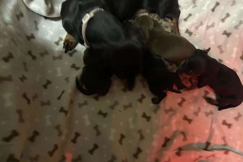 Dachshund (Miniature Smooth Haired)