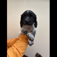 Sprocker Spaniel