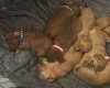 Cockapoo