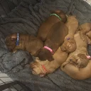 Cockapoo
