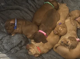 Cockapoo