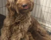 Cockapoo