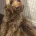 Cockapoo