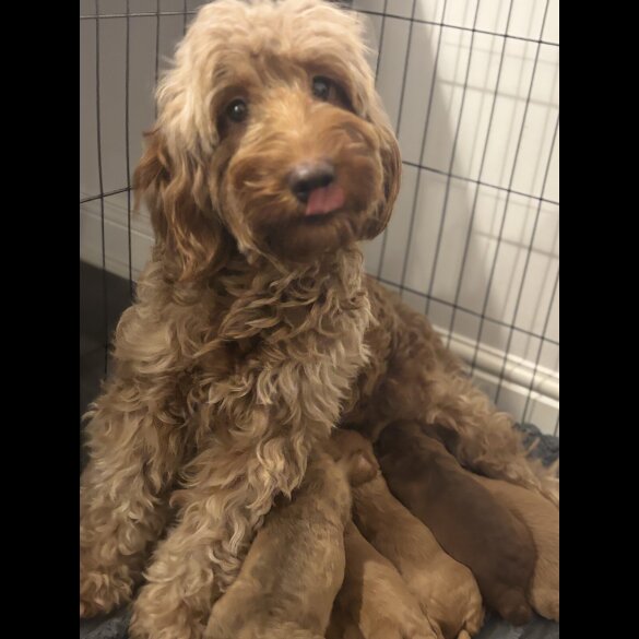 Cockapoo