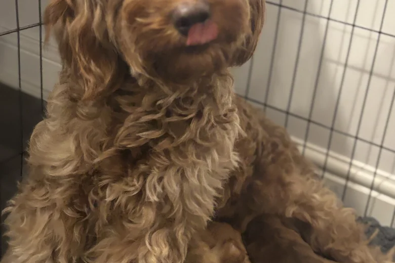 Cockapoo